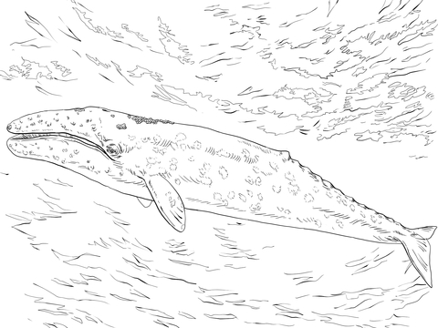 Gray Whale Coloring Page